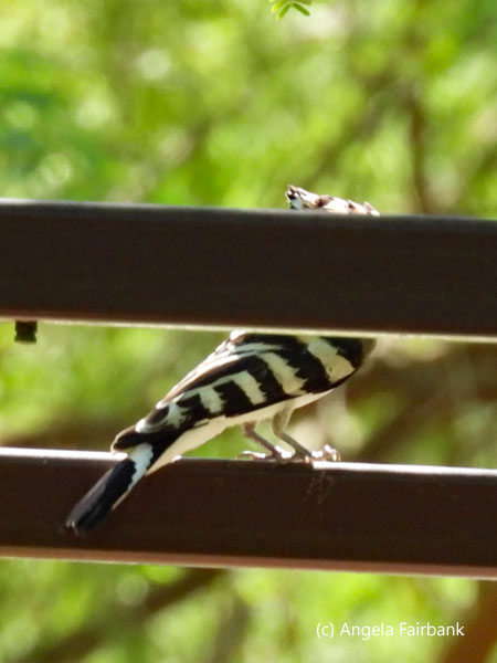 common hoopoe