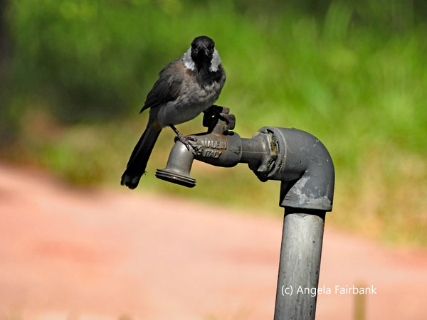 unidentified bird on a water tap