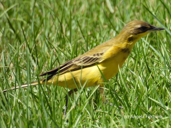 Western Yellow Wagtail