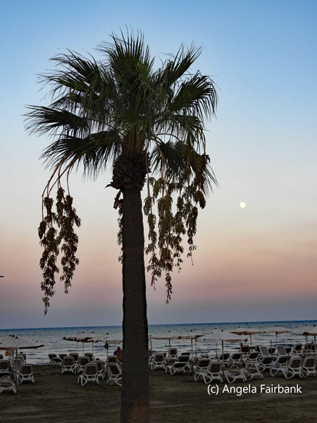 palm tree on beach