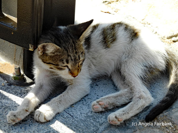 cat at mausoleum