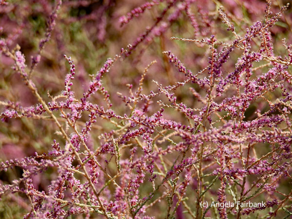 pink flowers