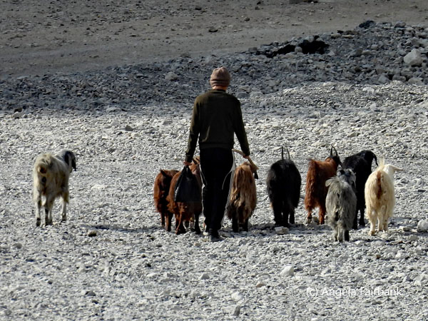 goat herder with goats