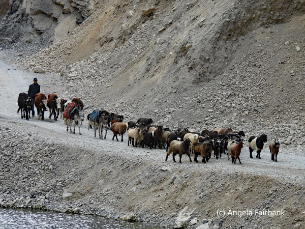 goats and herders