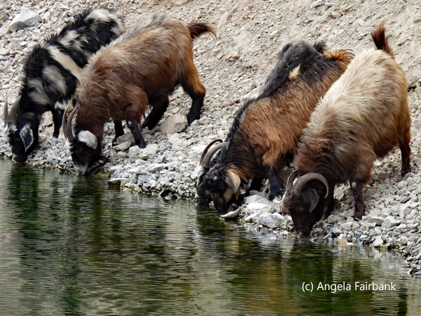 4 goats drinking from lake