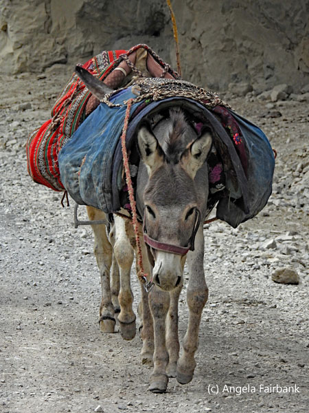 laden donkey