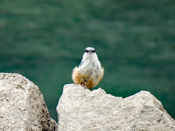 Western Rock Nuthatch