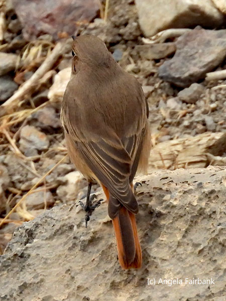Persian Wheatear