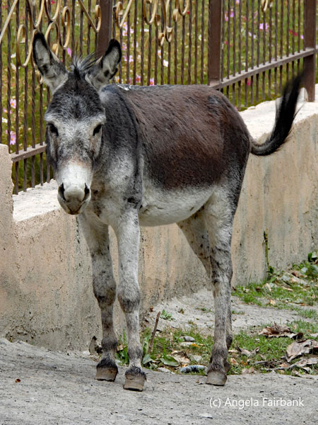 donkey