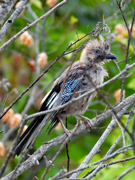 wet Eurasian jay 1