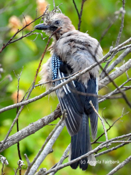 wet Eurasian jay 2
