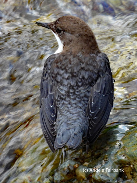 white-throated dipper 1