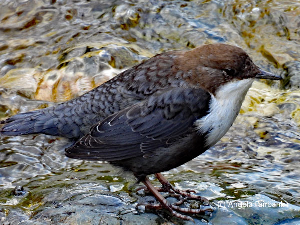 white-throated dipper 2