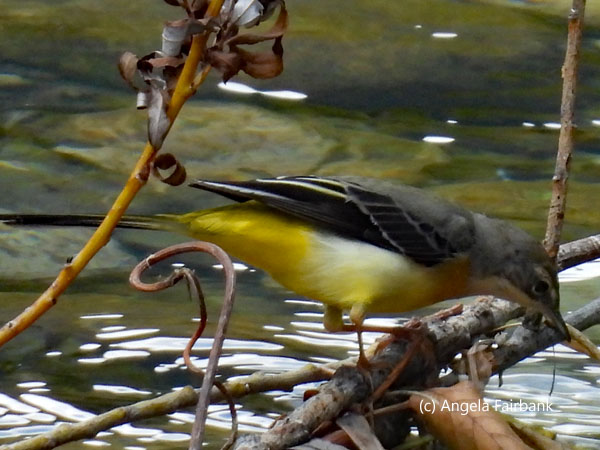grey wagtail