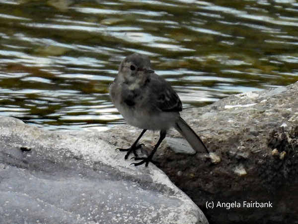 pied wagtail