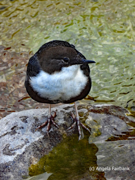 white-throated dipper 3