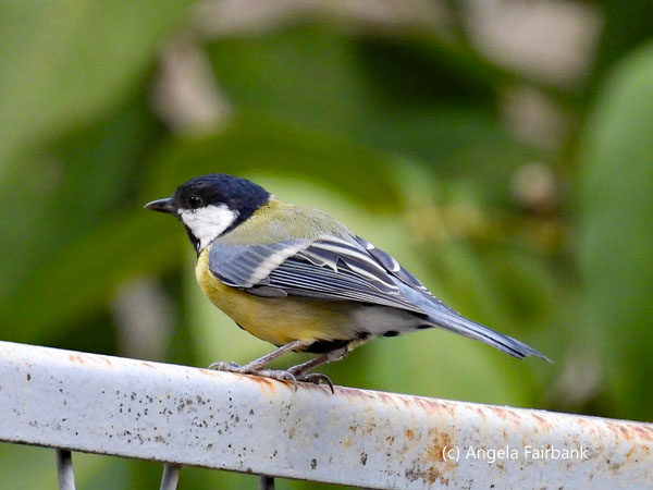 great tit