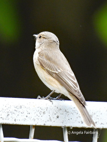 spotted flycatcher
