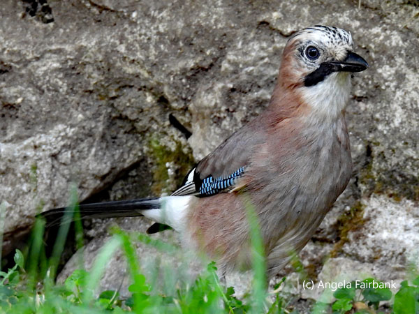 Eurasian jay 1