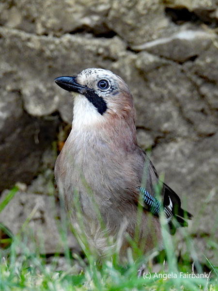 Eurasian jay 2