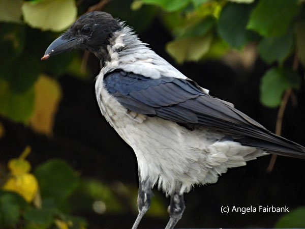 hooded crow