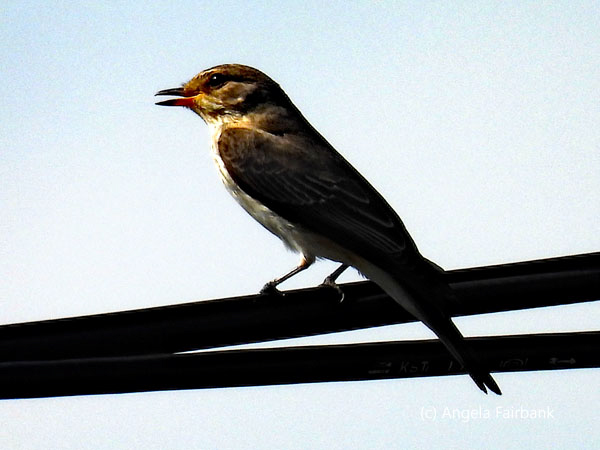 unidentified bird on wire