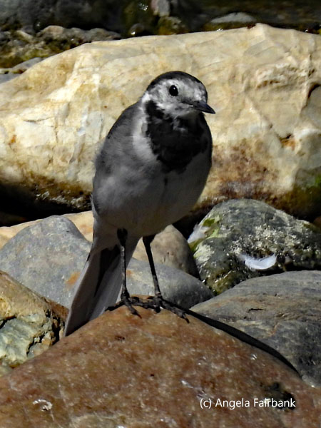 pied wagtail 