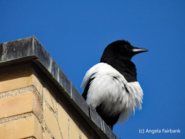 Eurasian Magpie on roof