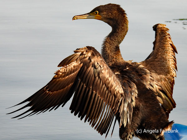 cormorant drying wings over lake