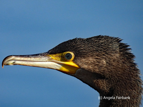 cormorant head
