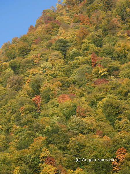 changing leaves