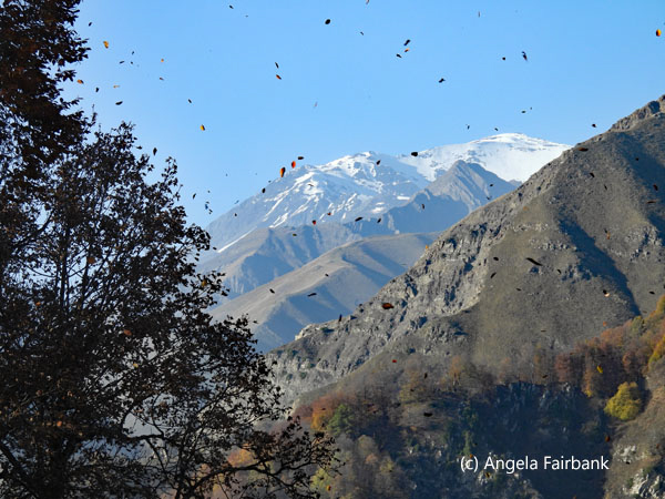 leaves falling and snow-capped mountains