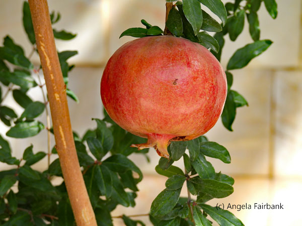pomegranate on bush at musuem