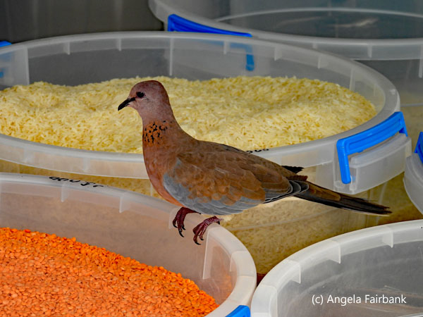 laughing dove on bins of rice and lentils