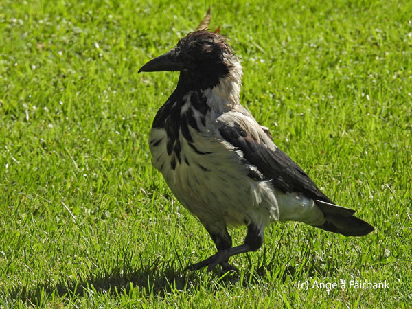 hooded crow