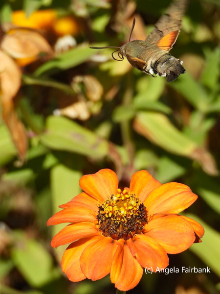 hummingbird hawk-moth on flower 1
