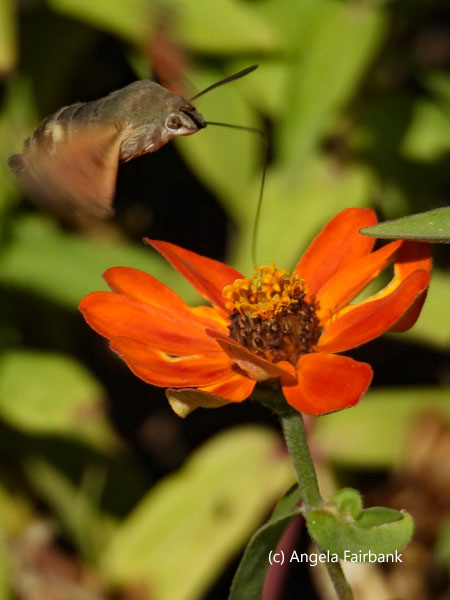 hummingbird hawk-moth on flower 2