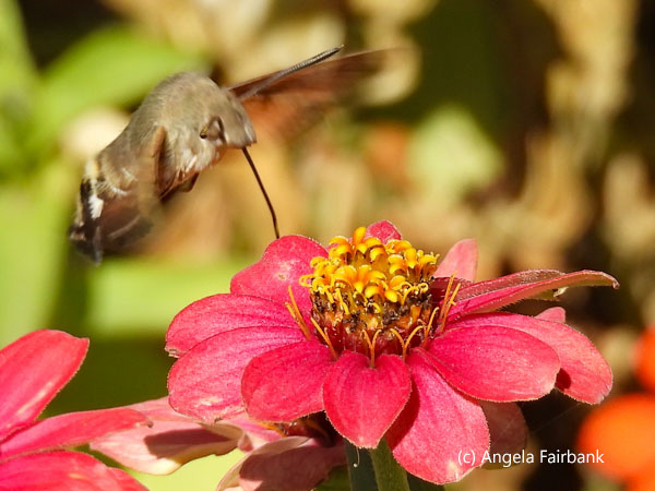 hummingbird hawk-moth on flower 3