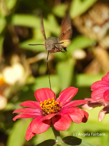 hummingbird hawk-moth on flower 4