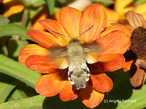 hummingbird hawk-moth on flower 5