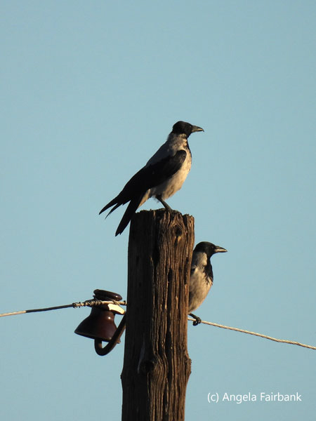 hooded crows on telephone pole