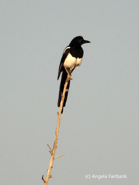 Eurasian magpie on stick