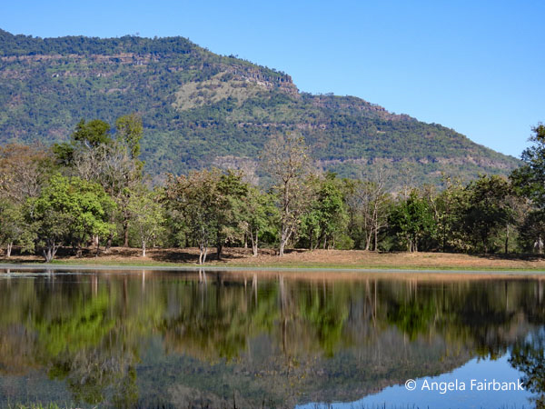 reflection in lotus pond