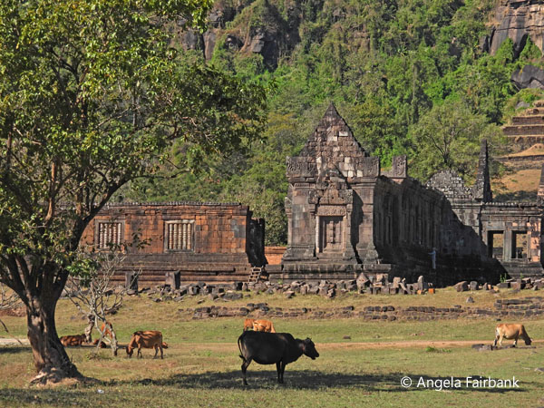 wat ruins and cows