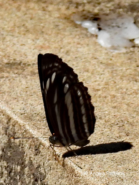 Common Sailor (<i>Neptis hylas</i>) butterfly