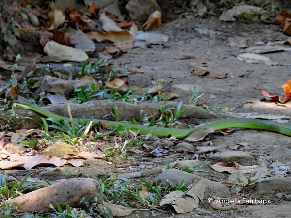 green snake