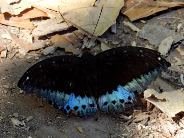 male dark archduke (<i>Lexias dirtea</i>) butterfly