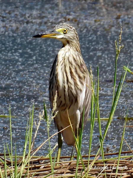 Indian pond heron (<i>Ardeola grayii</i>)