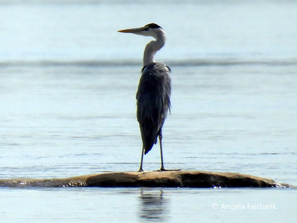 grey heron (<i>Ardea cinerea jouyi</i>)