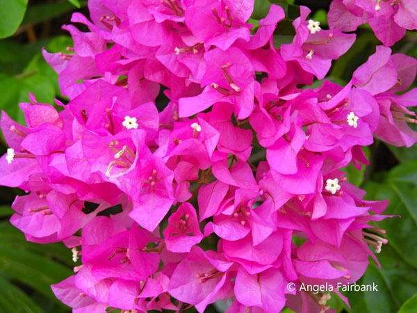 bougainvillea